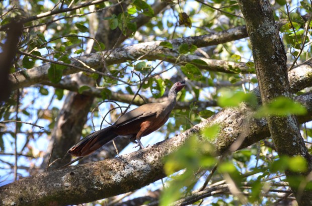 West-Mexican Chachalaca