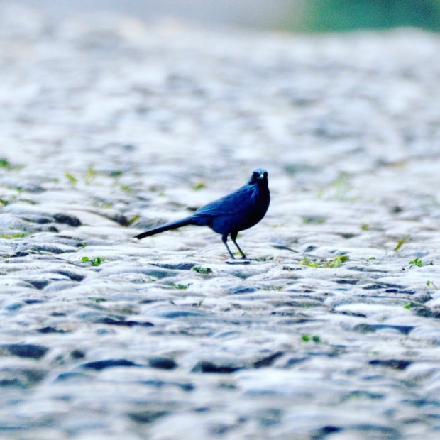 blue mockingbird mexico