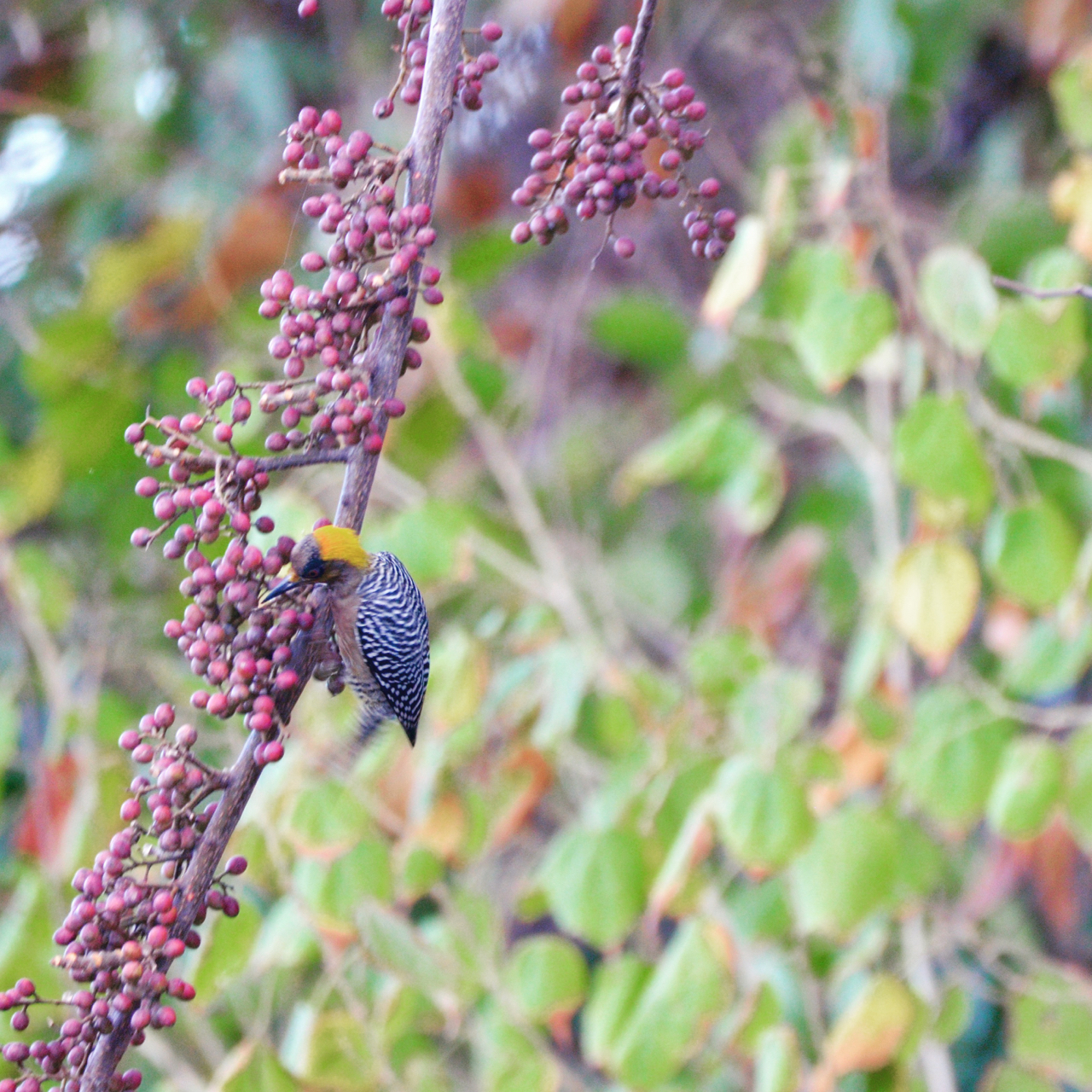 Golden-cheeked Woodpecker (female)