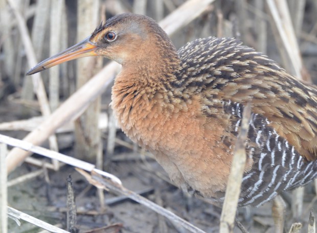 King Rail (male) Anahuac NWR Texas