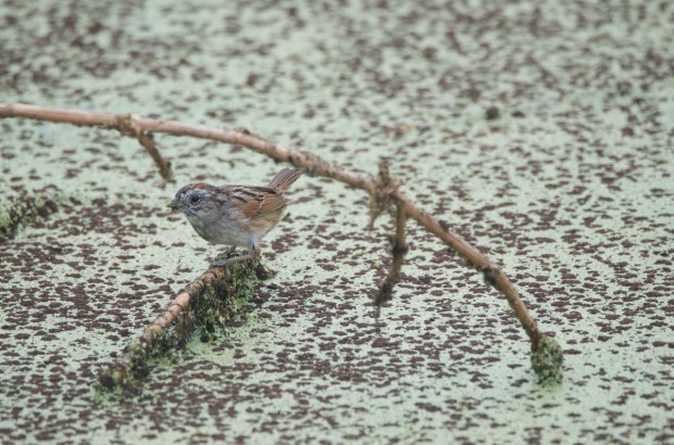 Swamp Sparrow Anahuac NWR