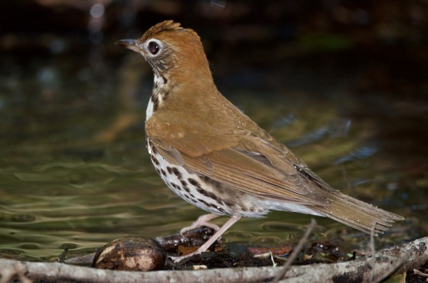Wood Thrush High Island Texas