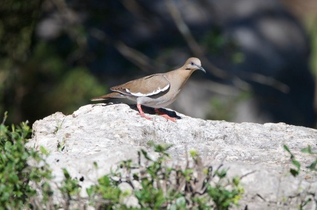 White-winged Dove Lost Maples Texas