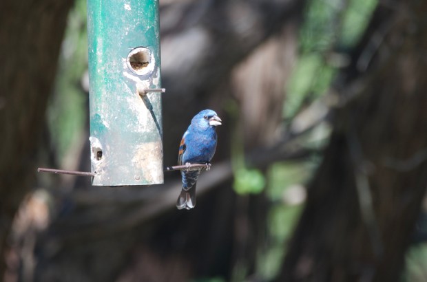 Blue Grosbeak Lost Maples Texas
