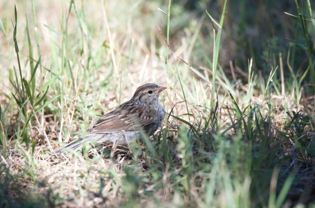 Cassin's Sparrow Lost Maples Texas