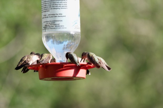 Black-chinned Hummingbirds Lost Maples