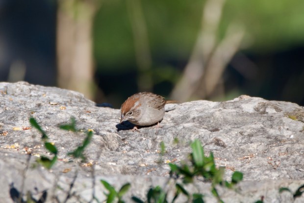 Rufous-crowned Sparrow Lost Maples Texas
