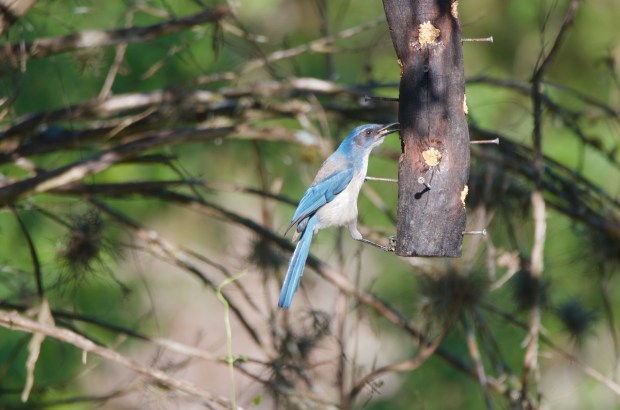 Woodhouse Scrub Jay Lost Maples Texas