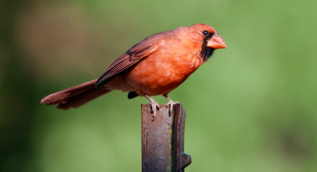 Northern Cardinal Lost Maples Texas