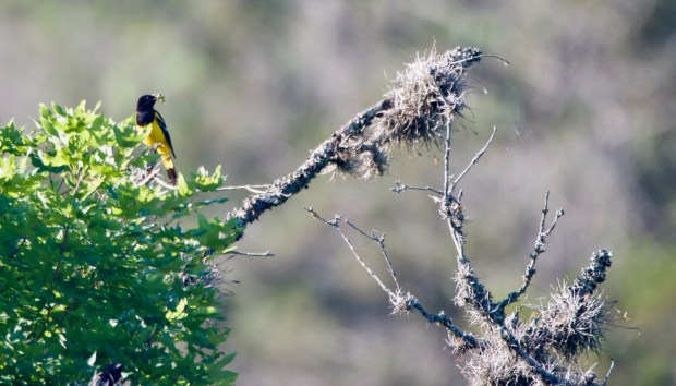 Scott's Oriole Lost Maples Texas