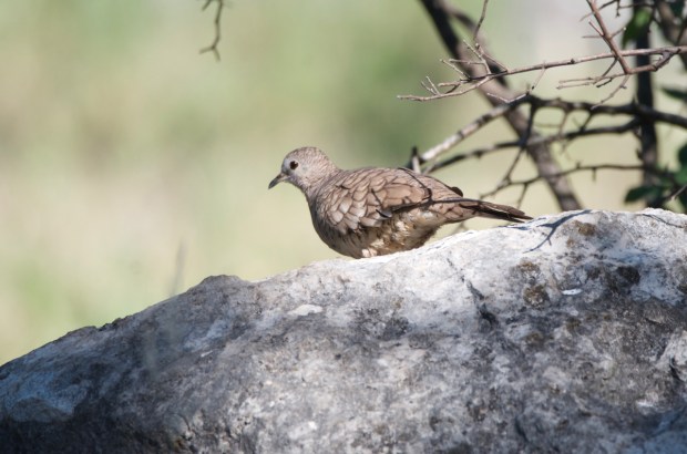 Inca Dove Lost Maples Texas