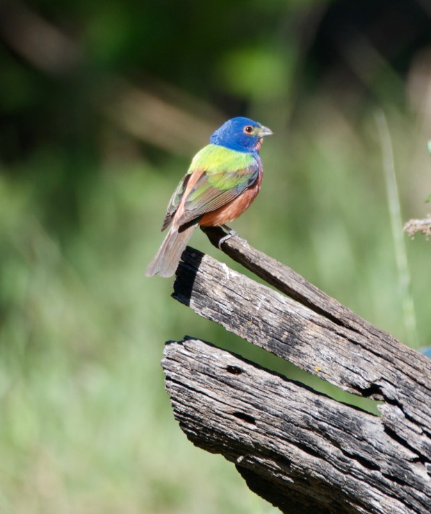 Painted Bunting Lost Maples Texas