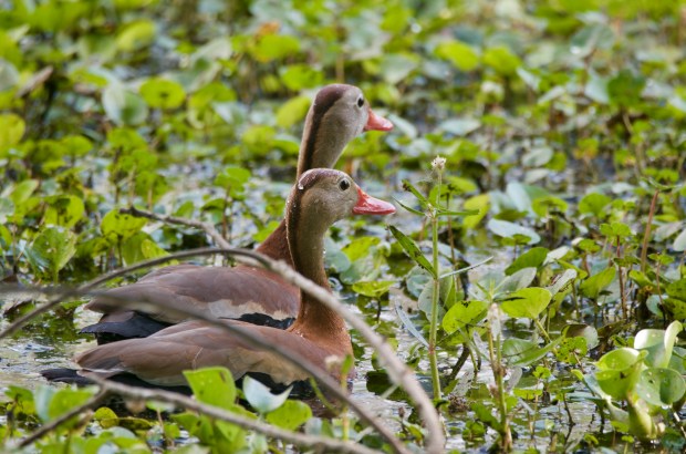 Black-bellied Whistling Ducks Brazos Bend State park