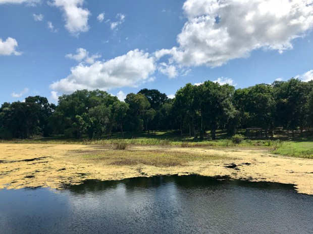 Brazos Bend State Park Texas