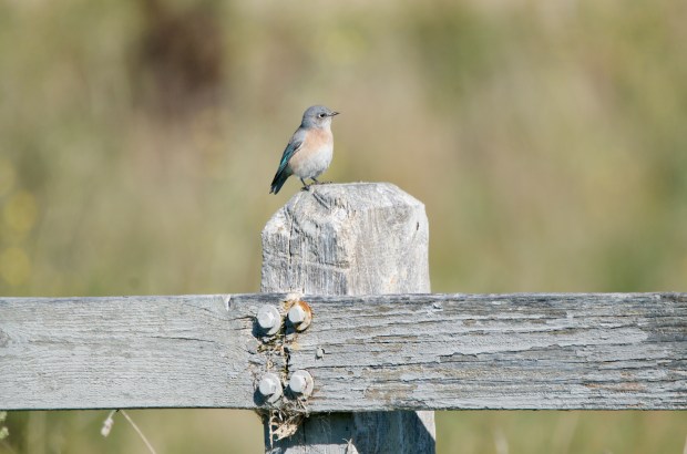 Western Bluebird Shoreline California