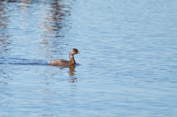 Pied-billed Grebe (immature) Shoreline Park California