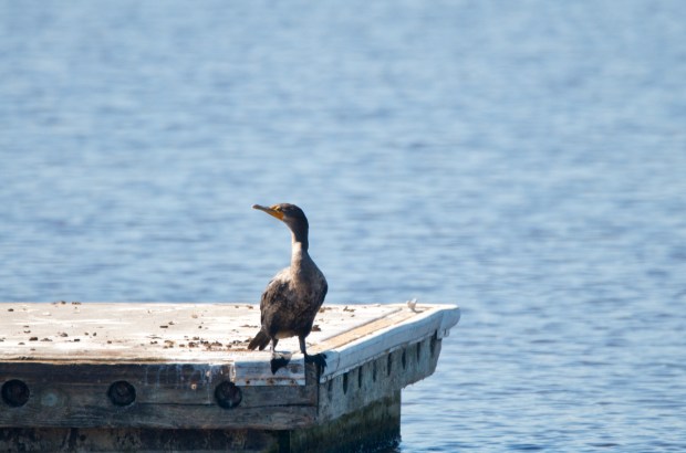 Doubled-crested Comorant Shoreline Park California