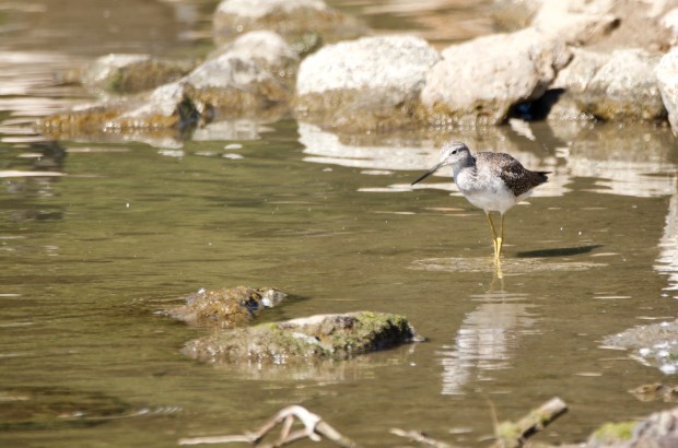 Lesser Yellowlegs Shoreline Park California