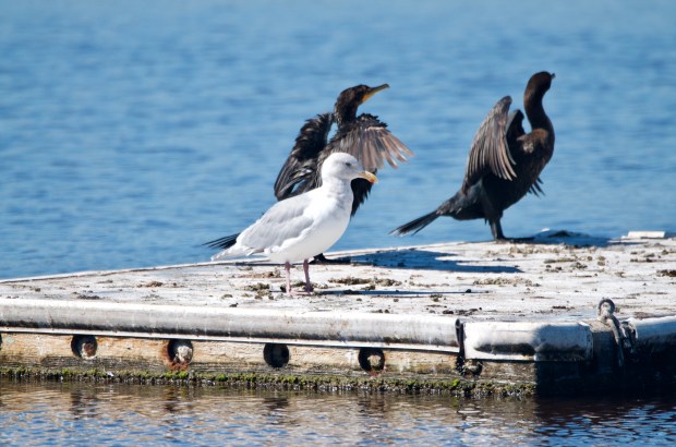 Double-crested Comorants and Herring Gull Shoreline Park California