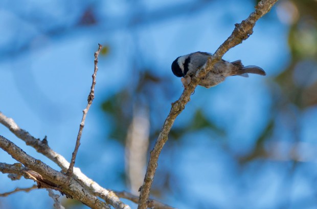 Chestnut-backed Chickadee
