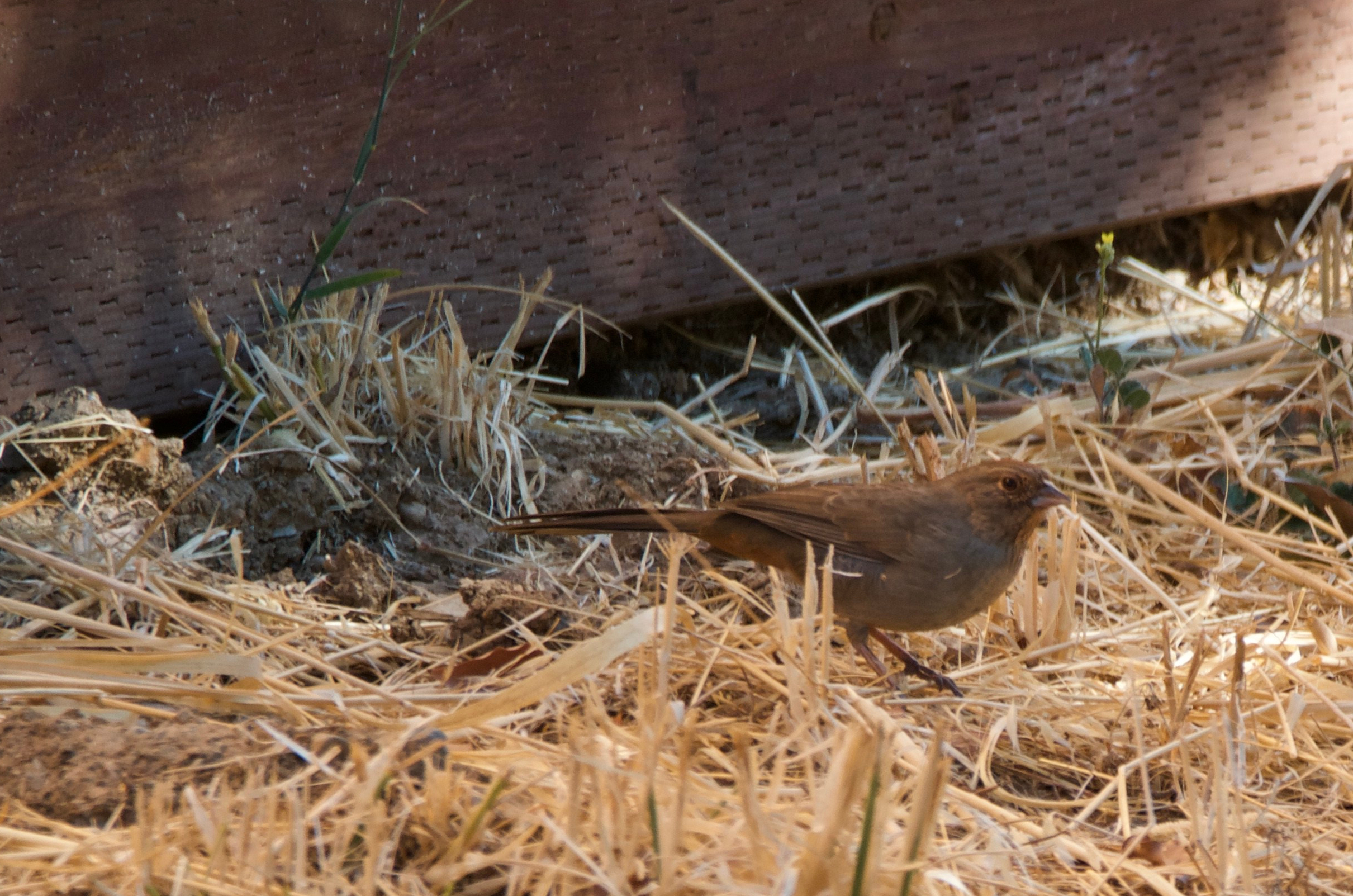 California Towhee