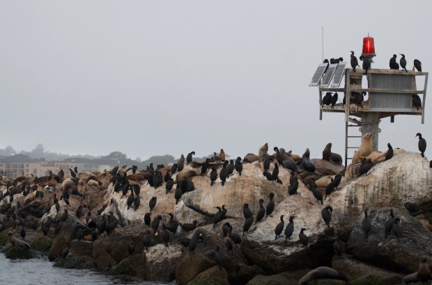 Double-crested Brandt's Cormorants and California Sea Lions