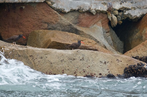 Black Oystercatchers