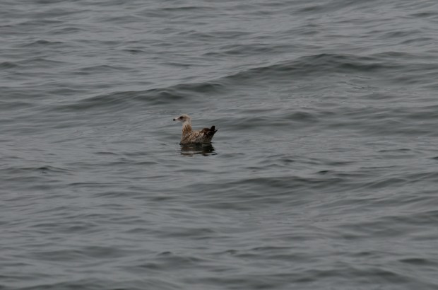 California Gull (immature)