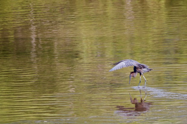 Reddish Egret Yelapa Mexico
