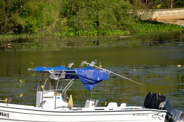 Yellow-crowned Night Herons Yelapa Mexico