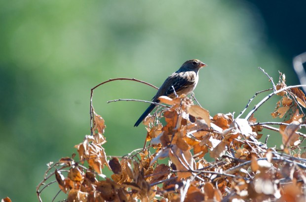 Immature white crowned sparrow