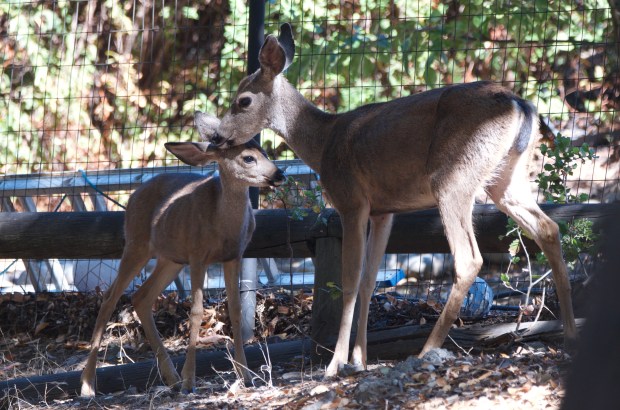 Mule Deer and fawn