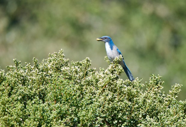 Western Scrub Jay