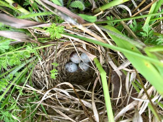 Savannah Sparrow nest