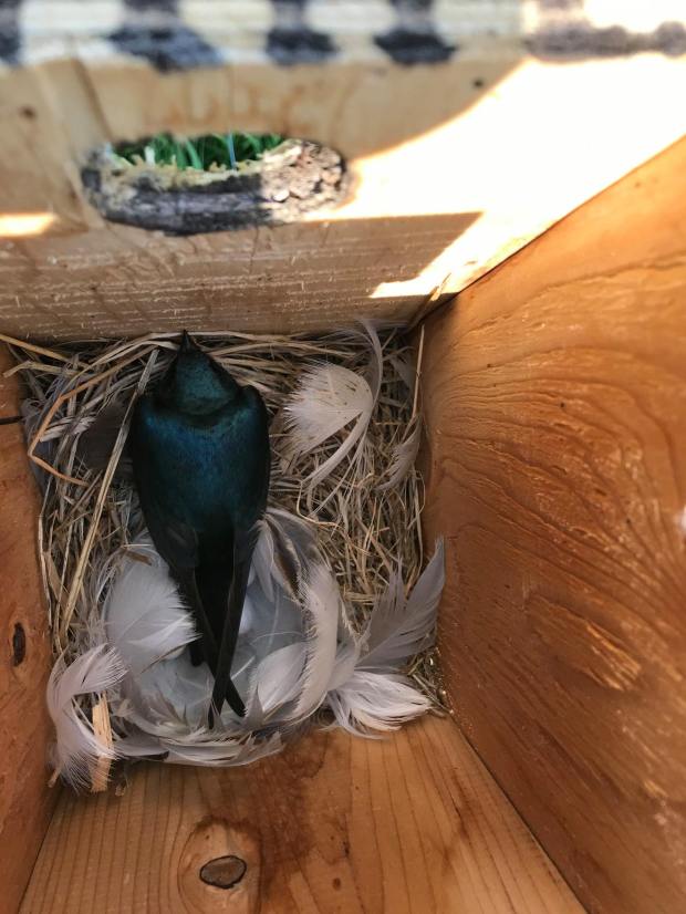 Tree Swallow nest in box