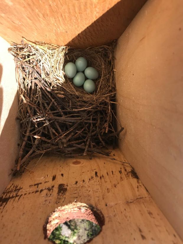 Bluebird nest 2