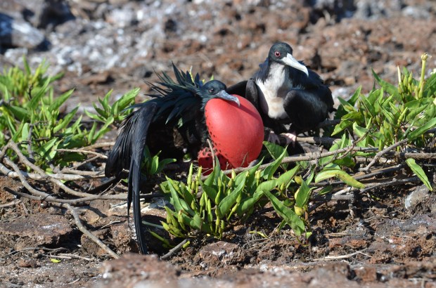 Male and female frigatebirds