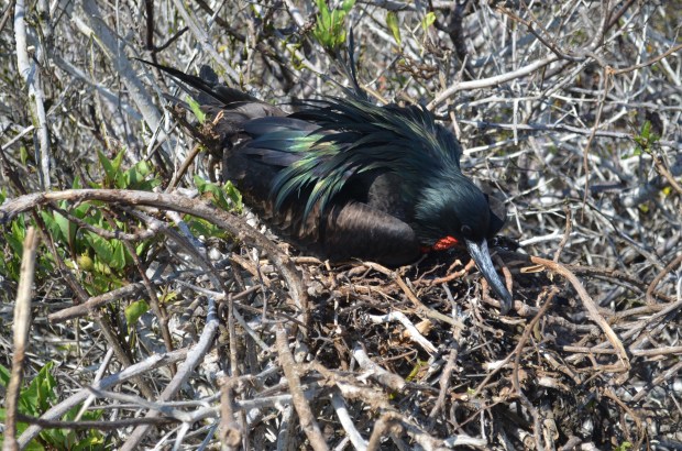 Great Frigatebird