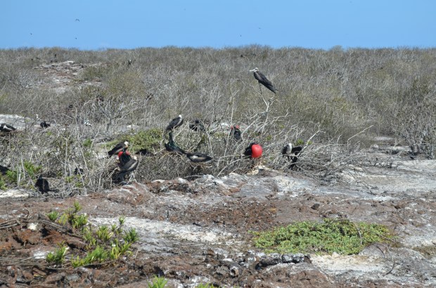 Great frigatebirds