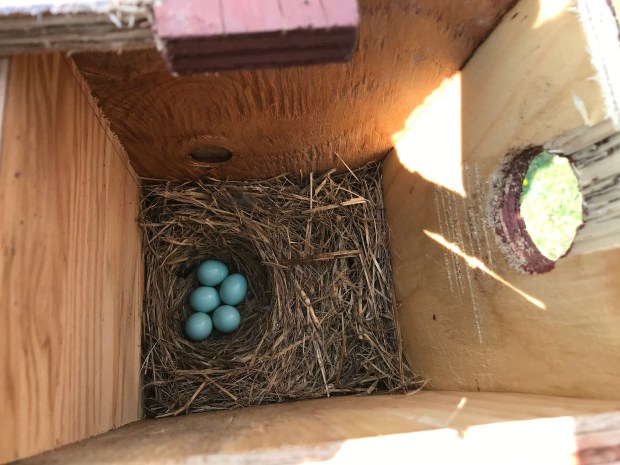 Typical Eastern Bluebird nest clutch