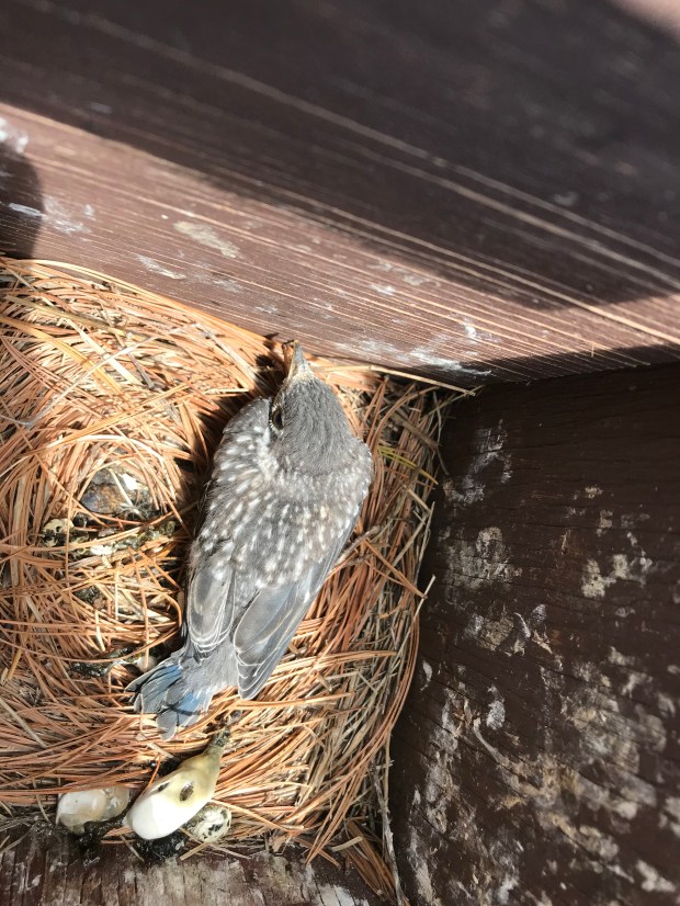 Young Eastern Bluebird on nest