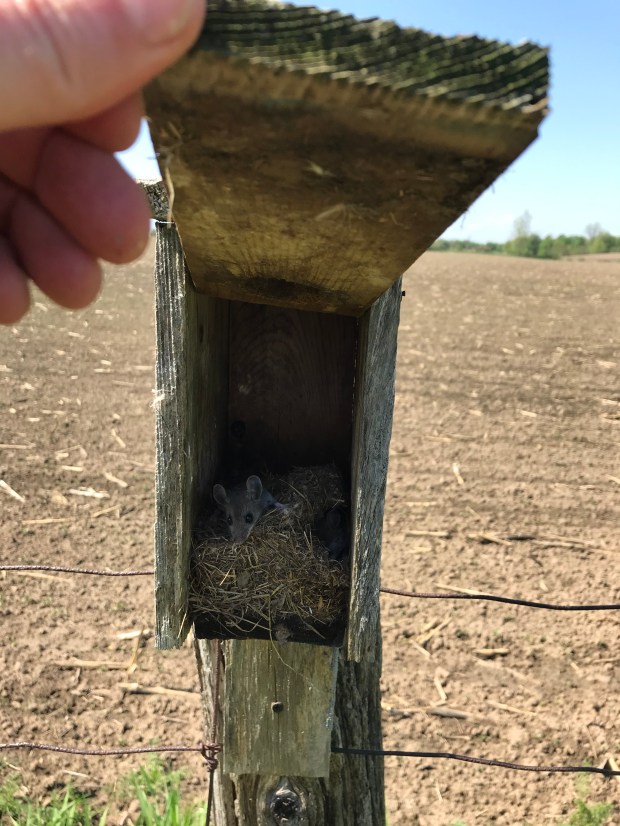 Field mouse in nest box.