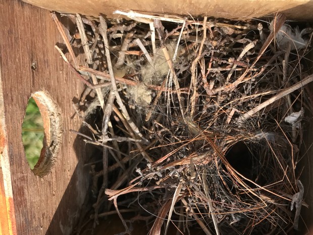 House Wren Winter Wren