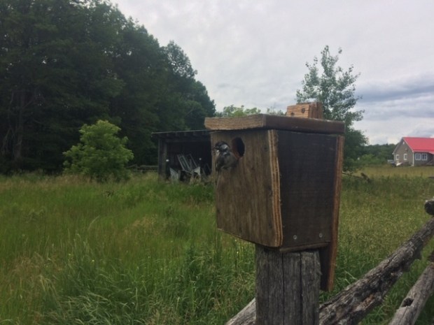 Black-capped Chickadee nest hole