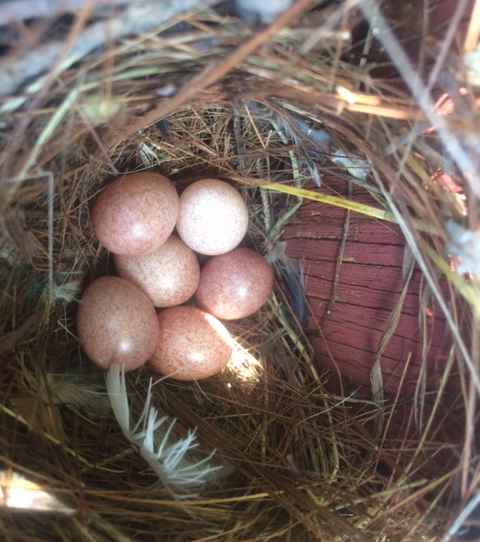 House Wren nest