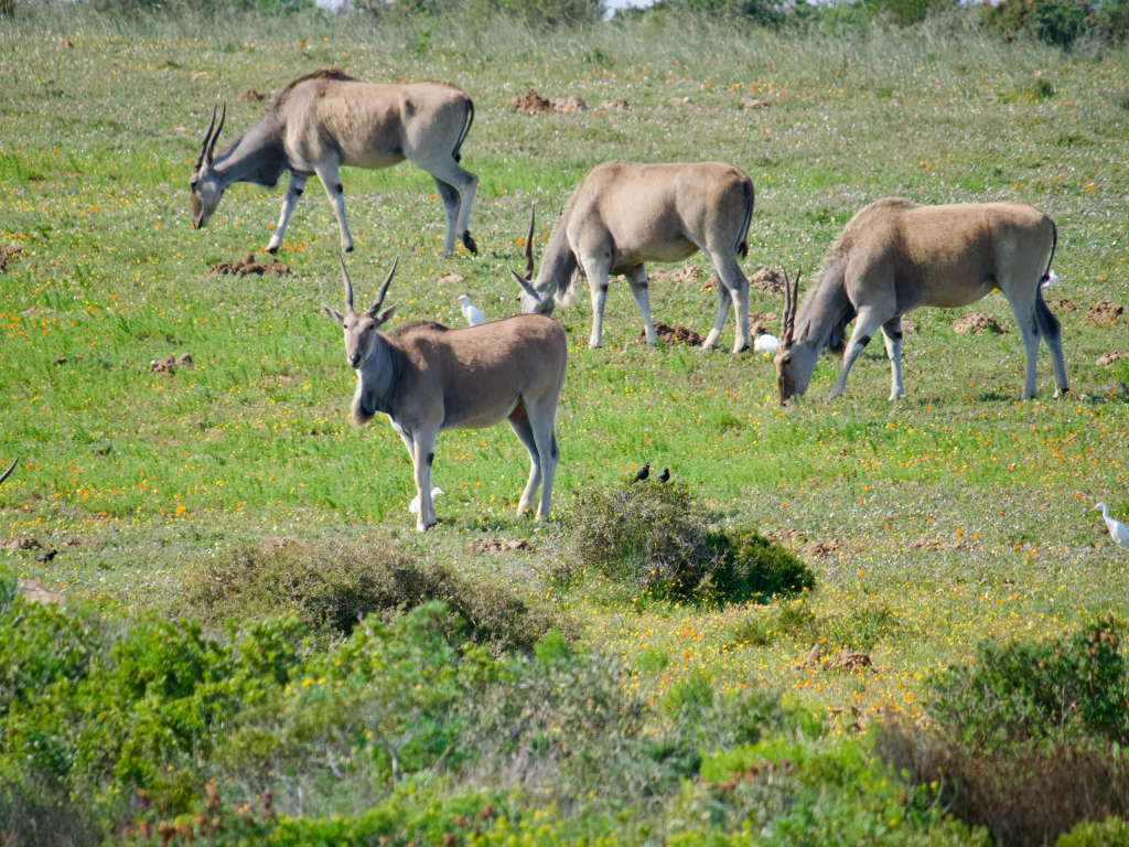 Common Eland grazing.